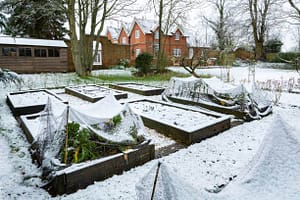 Backyard in winter