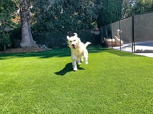dog running on the fake grass
